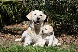LABRADOR 1046
